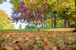 child playing autumn leaves in the park