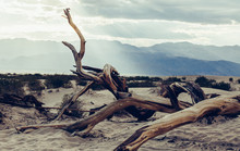 Driftwood On Tree By Mountain Against Sky