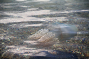 jelly fish swimming in the sea