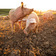 Pigs eating on a meadow in an organic meat farm - wide angle lens shot