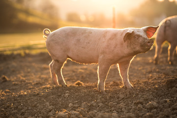 Wall Mural - Pigs eating on a meadow in an organic meat farm - wide angle lens shot