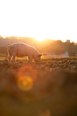 Wall Mural - Pigs eating on a meadow in an organic meat farm - wide angle lens shot