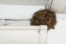 Bird Nest In Empty Gutter Of The House Roof White Facade