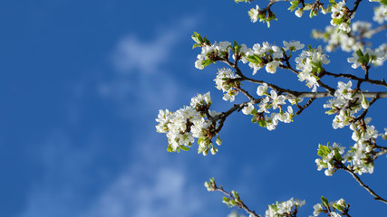 Wall Mural - White cherry, cherry or pear flowers on sky background.