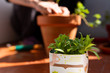 © davide bonaldo - home gardening in the terrace in spring, planting new plants and keeping active and relaxed during coronavirus quarantine, with jars and soil