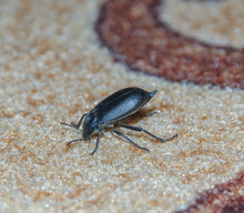 Black Beetle On A Carpet Closeup
