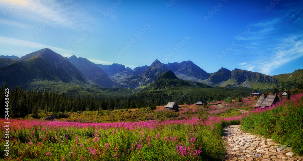 Hala Gąsienicowa w Tatrach w czasie kwitnienia wierzbówki kiprzycy - obrazy, fototapety, plakaty 