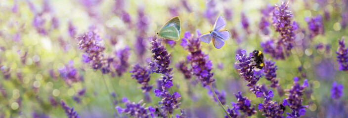 Wall Mural - Lavender field in summer day, fragment. Bamblebee and blue butterflies on flowers
