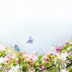 Wall Mural - Spring white square background with apple tree and blue butterflies