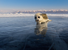 Baikal Seal Pup On Ice