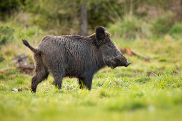 female of wild boar, sus scrofa, with wet fur and big snout grazing on the forest clearing in spring