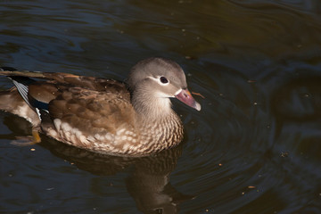 female mandarin duck on water