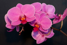 Pink Orchid On Black Background
