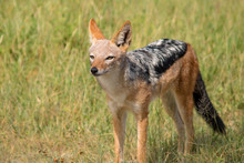 Black Backed Jackal Free Stock Photo - Public Domain Pictures