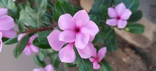 Madagascar Periwinkle, Old Maid, Pink Periwinkle, Rose Periwinkle, Catharanthus Roseus