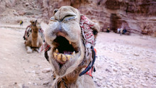 Camel Closeup In Petra Jordan