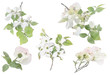 White flowering dogwood on branch watercolor illustration set