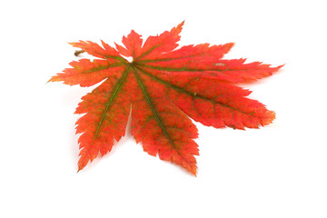 Wall Mural - Autumn maple leaf