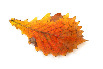 Wall Mural - Autumn oak leaf