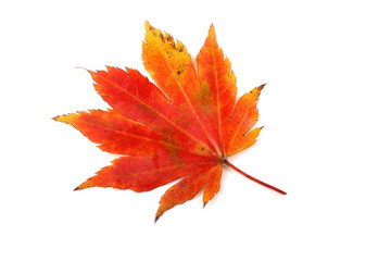 Wall Mural - Autumn maple leaf