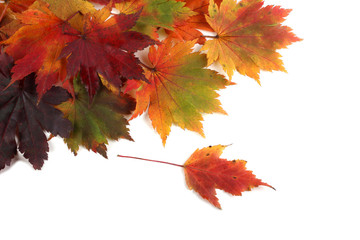 Wall Mural - Multicolor autumn maple leaves