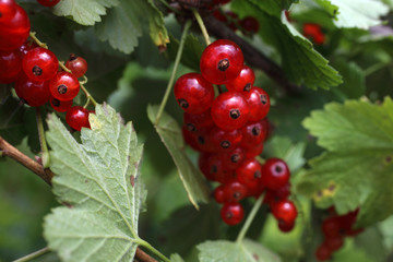 Canvas Print - Growing red currant