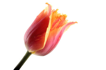 Canvas Print - Multicolor tulip