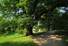 Old Trees In Park Near Krasiczyn Castle, Renaissance Castle In Krasiczyn, Poland