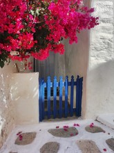 A Wooden Blue Garden Gate. Bougainvillea In The Background, And Sunlight And Shadow On The Whitewashed Walls Of A Village House.   The Greek Island Of Sikinos.