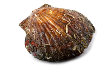 Wall Mural - Scallop