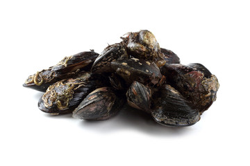 Sticker - Mussels