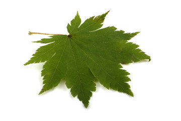 Wall Mural - Green maple leaf