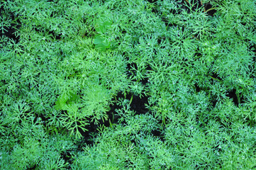 Wall Mural - dill trees