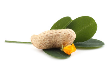 Wall Mural - Peanut