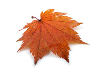 autumn maple leaf