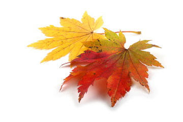 Wall Mural - Multicolor autumn maple leaves