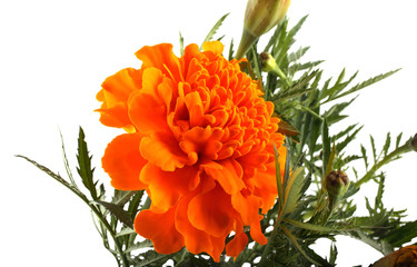 Wall Mural - Marigold