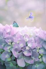 Wall Mural - Blue hydrangea with butterflies. Summer diffuse background