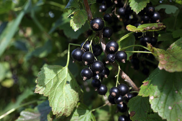 Wall Mural - Growing black currant