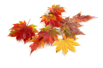 Wall Mural - Autumn maple leaves, different maple varieties