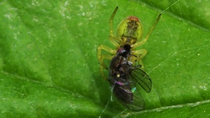 Cucumber Green Spider or Cucumber Green Orb Spider with prey. Her Latin name is Araniella cucurbitina.