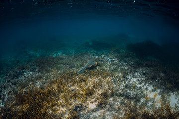 Stingray glides over seaweed in blue sea