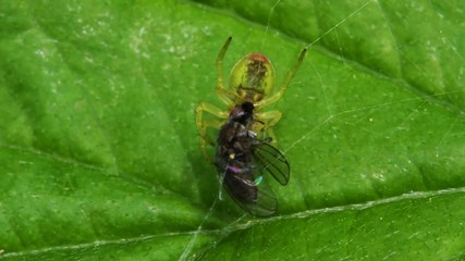 Cucumber Green Spider or Cucumber Green Orb Spider with prey. Her Latin name is Araniella cucurbitina.