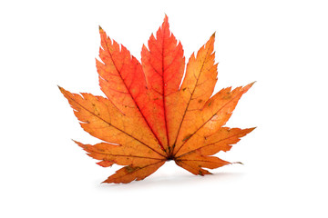 Wall Mural - Autumn maple leaf