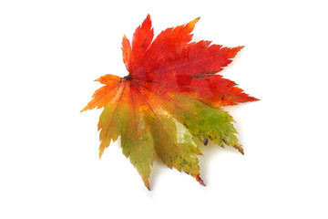 Wall Mural - Bright maple leaf