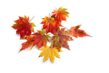 Wall Mural - Different autumn maple leaves