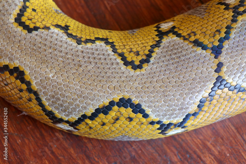 Close Up Of Snake Skin Texture Use For Background Reticulated Python Is Non Venomous Snake Native