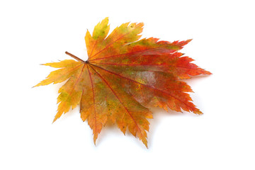 Wall Mural - Bright maple leaf