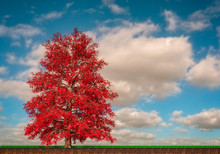 Environment, Nature Reclaims Its Spaces: A Red Maple With Clouds. The New Environmental Challenge After The Coronavirus Pandemic, Covid-19. Maple Syrup Production. Section Of A Terrain