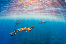 Woman In Bikini And Fins Snorkeling With Pod Of Dolphins In Clear Blue Ocean On Sunny Day